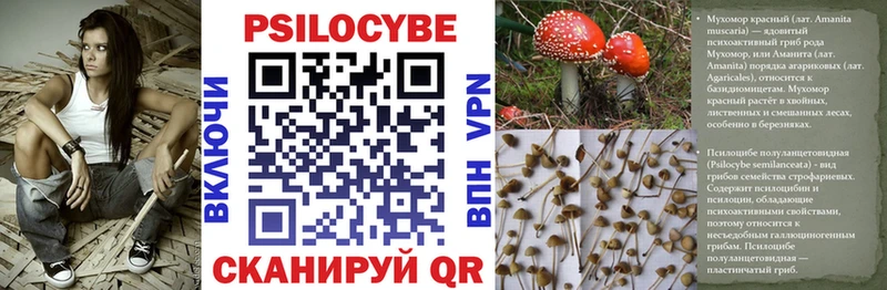 Купить где  Певек  Галлюциногенные грибы Cubensis 